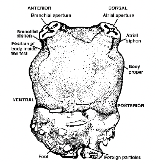 Subphylum Urochordata